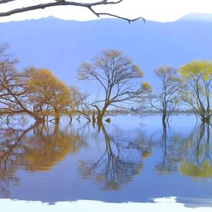 一棵歪脖子树 (7)