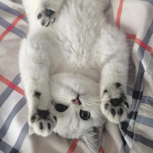玫瑰