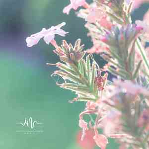 海的呼唤 (催眠曲)