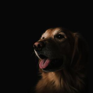 Dawgy