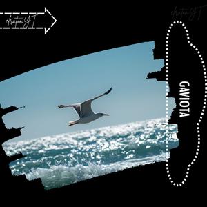 gaviota