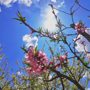 你是人间四月天