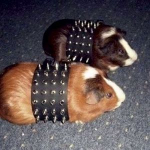 [FREE]“豚鼠”—Rock x Punk x MGK Type Beat