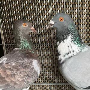 一念之光（原唱：弦子）