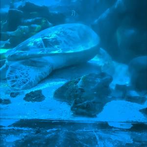 05.05.25 (Guitars Only)