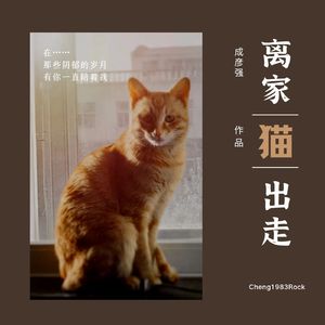 离家出走的猫
