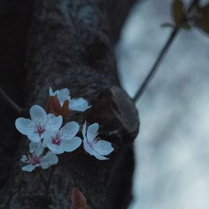 月半小夜曲