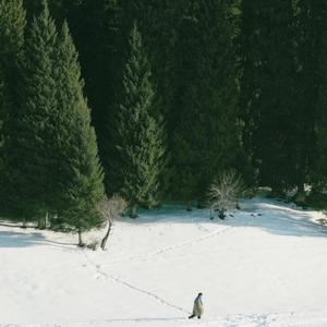 他朝若是同淋雪，此生也算共白头