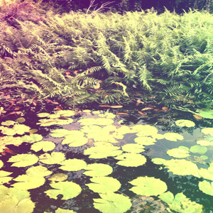 Florescer