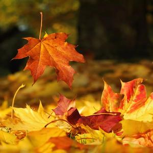 Foglie (feat. max gabanizza)