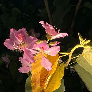 山与云朵说---2023芋泥生贺