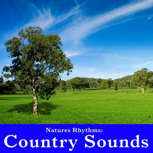 Afternoon Country Atmosphere with Insects and Birds for Calm and Peaceful Relaxation