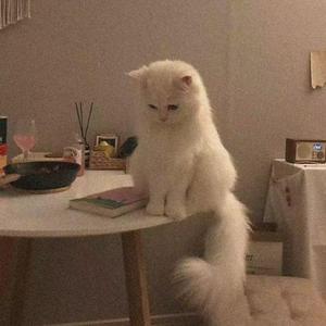 butterfly.wav（翻自 Nick.Y）