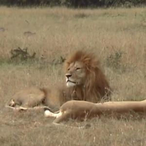 Lions rapides