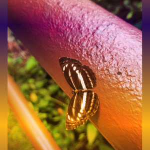 รอบฉายกลางคืน