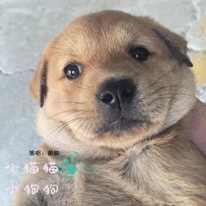 小猫猫小狗狗