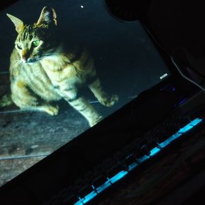 岑宁儿-追光者（同花顺. remix）