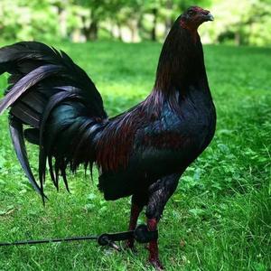EL GALLO NEGRO,