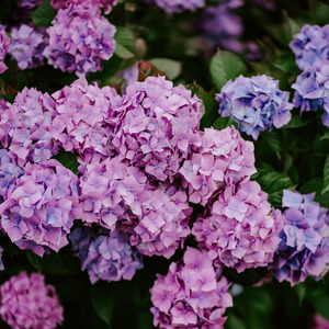 Cod Janda Pirang (Remix)