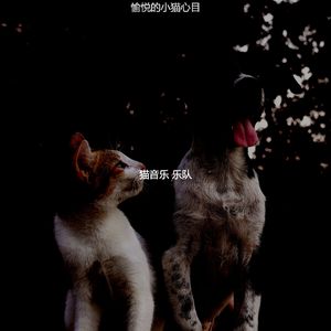 诗意的可爱猫咪节奏