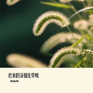 迟来的深情比草贱