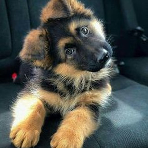 China PiPa (Speed up)