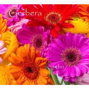 Ｇｅｒｂｅｒａ