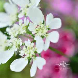 清晨雨露 (舒缓曲)