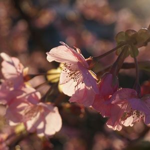 05. Angelic Angel（LOVELIVE!）