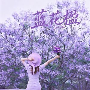 蓝花楹