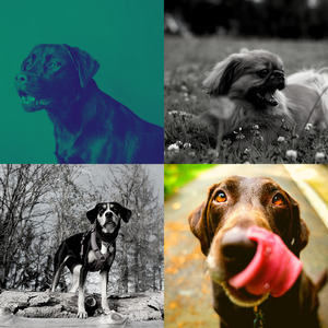 抚慰的幼犬回忆