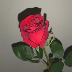 罗(prod.by Morrow x FAS)