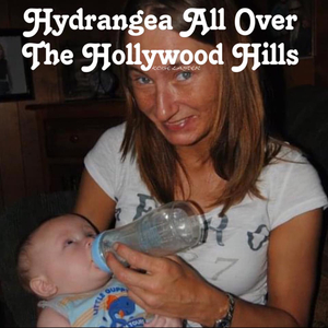 Hydrangea All Over The Hollywood Hills