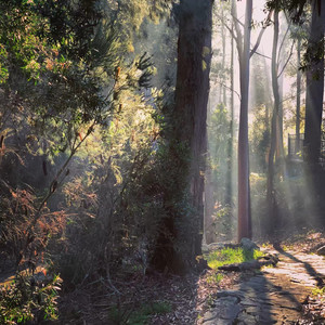 透过树荫的阳光