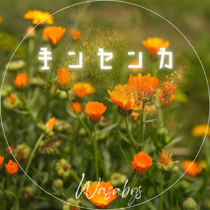 キンセンカ (ソロ)