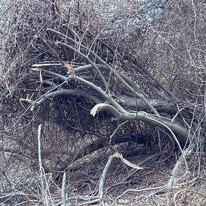 Bush (Instrumental Version)