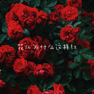 花儿为什么这样红