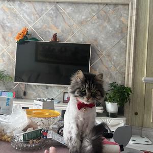 大山-大山.wav（喵姐 remix）