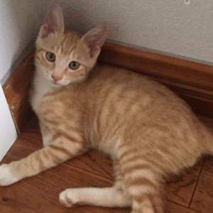 私奔到月球（翻自 陈绮贞）