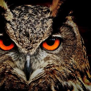 The Owl sings at night (feat. -LEX-)