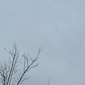 dog park