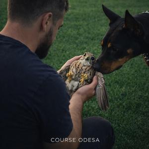 Я как раненая птица