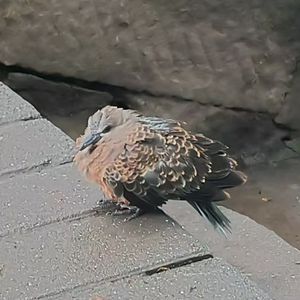 星辰下的逐梦之旅