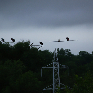 Vultures in the Distance