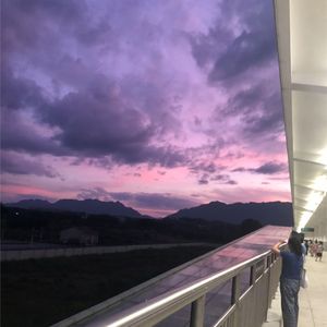 白山茶(翻自 陈雪凝）