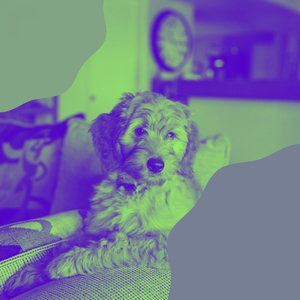 Smooth Doggy Anxiety