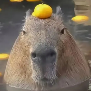 卡皮巴拉游个泳