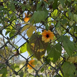 哈娜（prod by 年轻的布洛克）