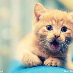 还想听的故事（Cover 谢春花 王碧浪）