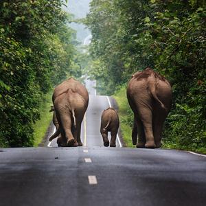 เพลง เขาใหญ่หัวใจสีเขียว